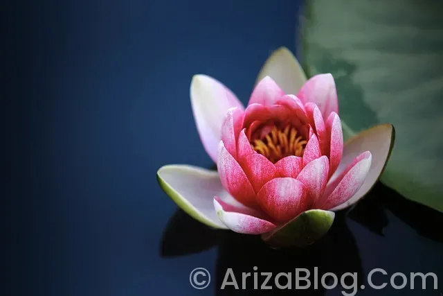 Aırbag fault ne demek