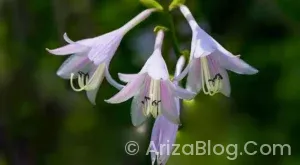 Araç gösterge işaretleri