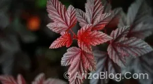 Araç ikaz ışıkları