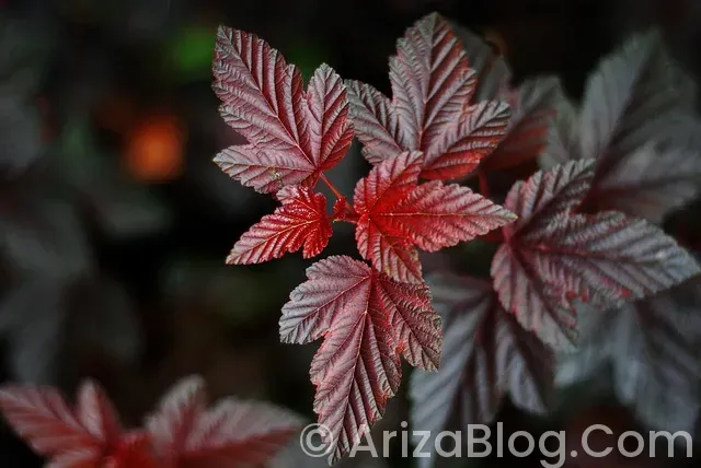 Araç ikaz ışıkları Araç ikaz ışıkları