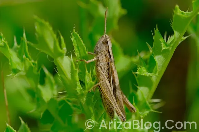 Arıza lambaları Arıza lambaları