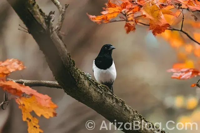 Arıza lambaları Arıza lambaları