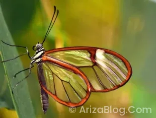 Bosch Oto Arıza Tespit Cihazları Fiyatları