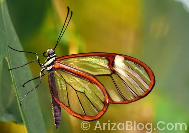 Bosch oto arıza tespit cihazları fiyatları Bosch oto arıza tespit cihazları fiyatları