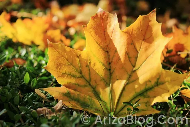 Dalgakıran kompresör arıza kodları