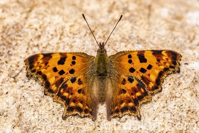 En iyi oto arıza tespit cihazı hangisi En iyi oto arıza tespit cihazı hangisi