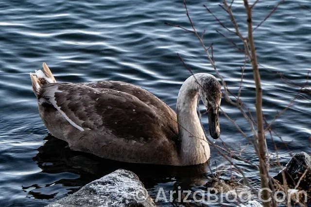 Gösterge işaretleri ve anlamları Gösterge işaretleri ve anlamları