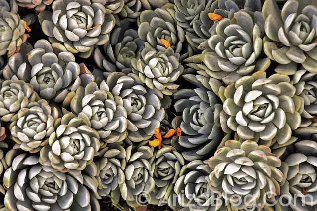 Hava yastığı lambası yanıyor Hava yastığı lambası yanıyor