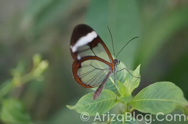 Oto 95 arıza kodu Oto 95 arıza kodu