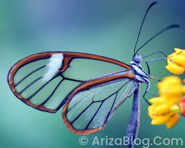 Oto beyin arıza tespit cihazı Oto beyin arıza tespit cihazı