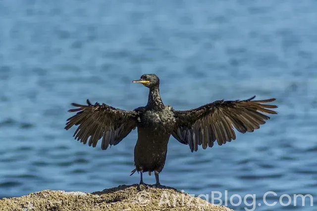 Oto beyin arıza tespit cihazı Oto beyin arıza tespit cihazı