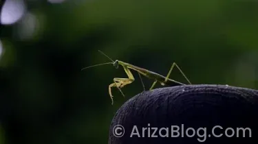 Qashqai arıza lambaları