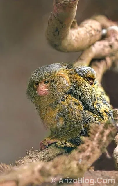 Samsung klima üzerindeki işaretlerin anlamı Samsung klima üzerindeki işaretlerin anlamı