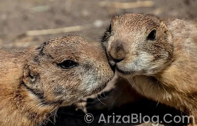 Stepway arıza lambaları Stepway arıza lambaları
