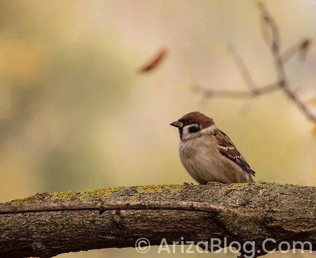 Termoking ariza kodlari Termoking ariza kodlari